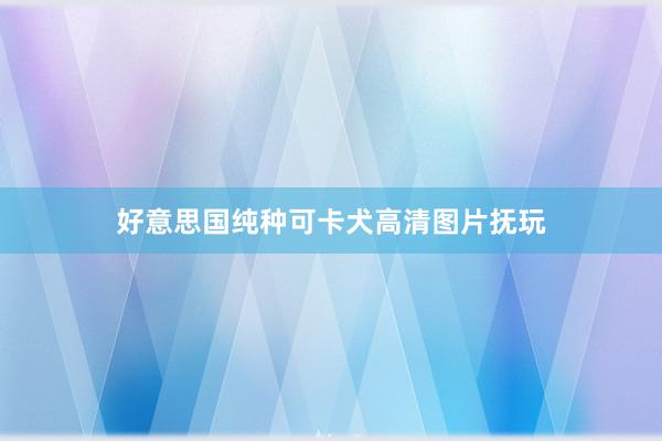 好意思国纯种可卡犬高清图片抚玩